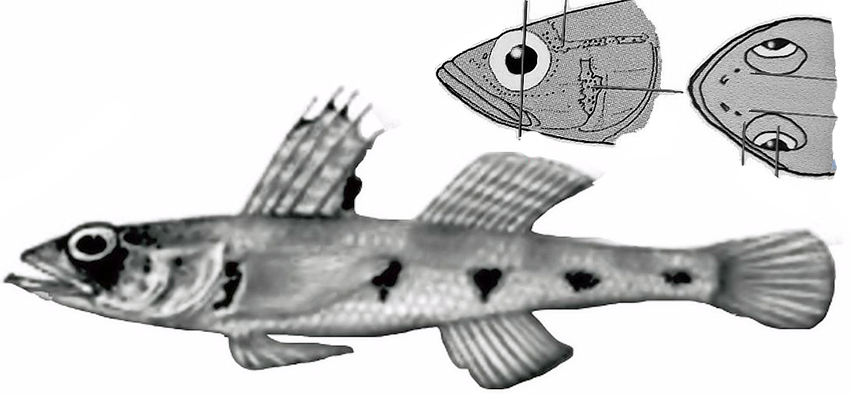 Deltentosteus collonianus_01.jpg